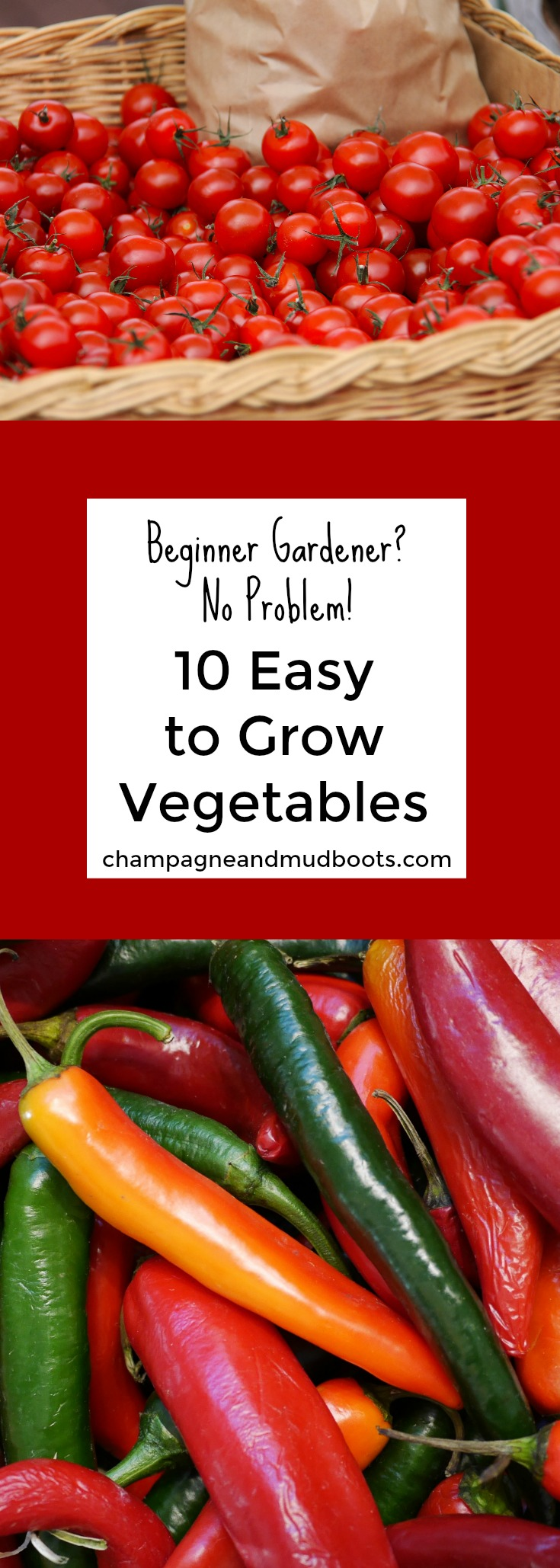 Easy to grow vegetables for the beginning gardener that will help even the inexperienced have a successful and productive garden.