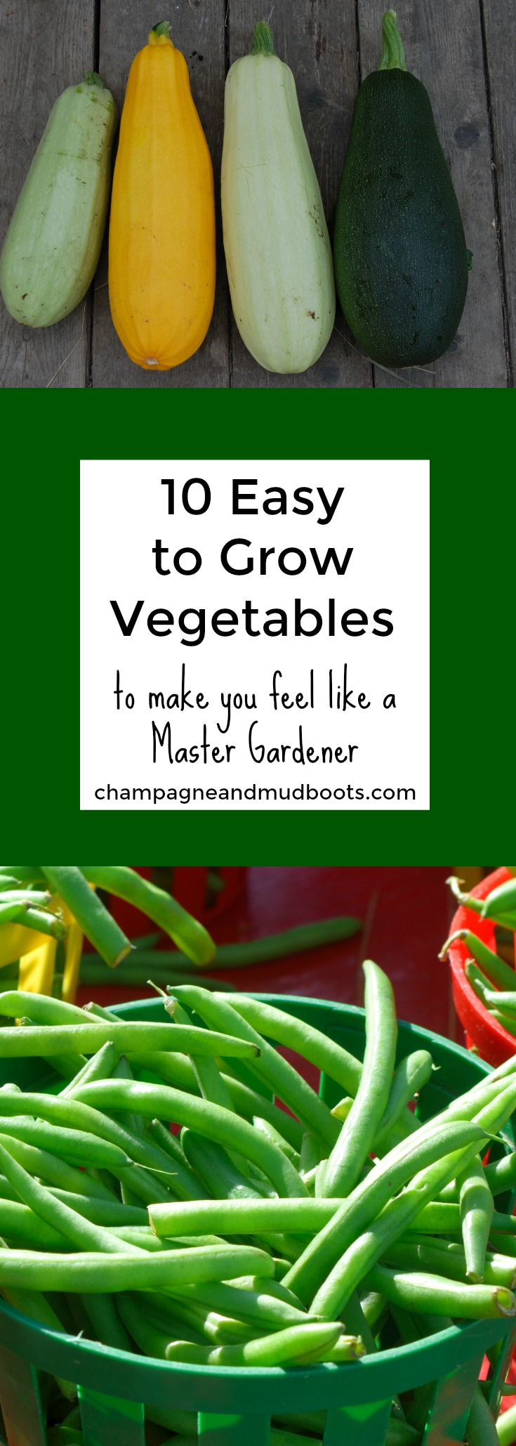 Easy to grow vegetables for the beginning gardener that will help even the inexperienced have a successful and productive garden.