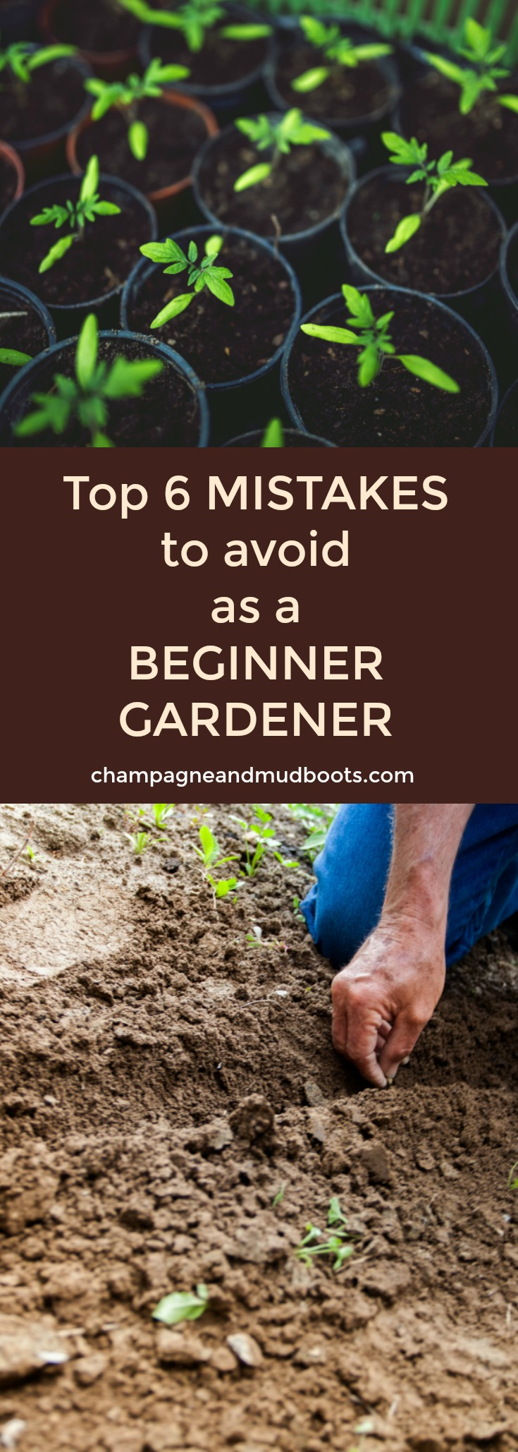 This article provides the top mistakes of my beginner gardener experience and how you can avoid them to have a better vegetable garden.