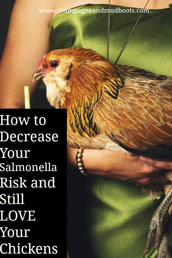 This article provides techniques and methods for how to raise chickens and avoid salmonella at the same time especially for beginner chicken keepers.
