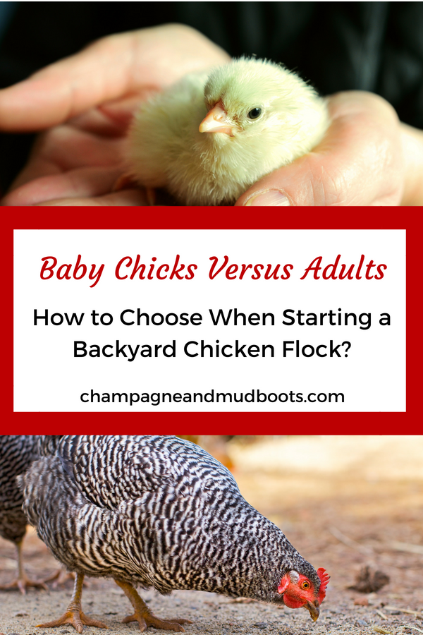 Outlines the pros and cons of starting with baby chicks or adult hens when considering how to start raising chickens for eggs for either a backyard flock or on a small farm homestead.