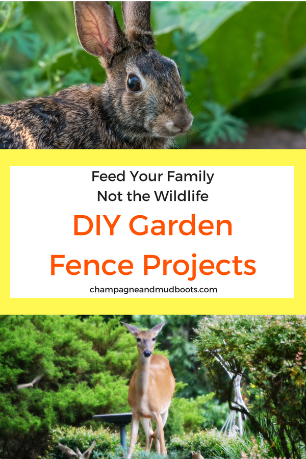 DIY garden fence ideas that include cheap and easy projects with links on how to build them to protect veggies from dogs, deer and rabbits.