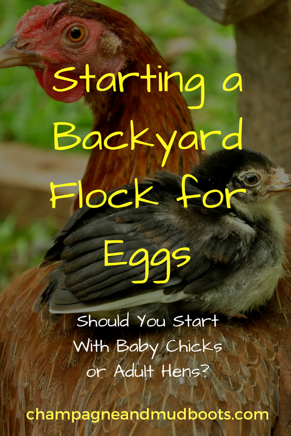 Outlines the pros and cons of starting with baby chicks or adult hens when considering how to start raising chickens for eggs for either a backyard flock or on a small farm homestead.