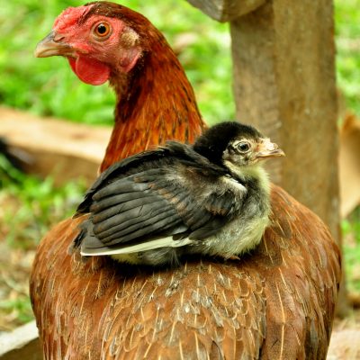 How to Start Raising Chickens For Eggs – Baby Chicks Versus Adult Hens